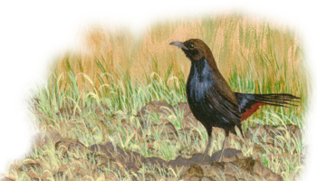 Indian Robin by Rahul Parekh Wildlife Art