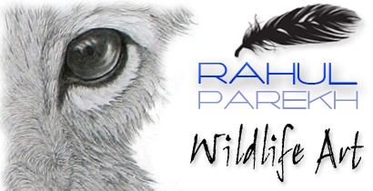 Rahul Parekh Wildlife