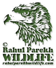 Rahul Parekh Wildlife