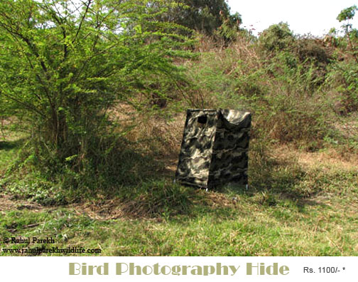 Bird Photography Hide