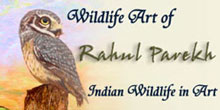 Wildlife Art of Rahul Parekh, India