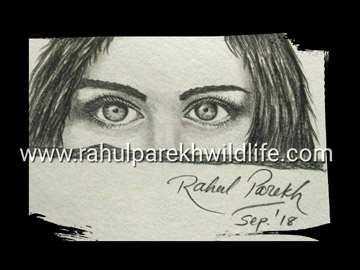 Pencil Portrait of Woman Eyes