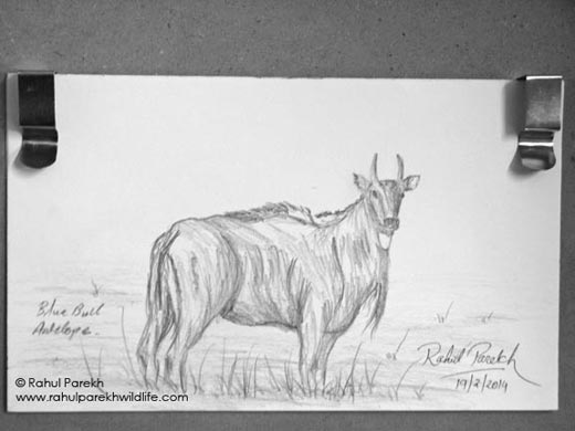 Bluebull Antelope Sketch