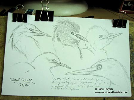 Cattle Egret Sketches