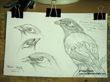 Common Myna Sketches