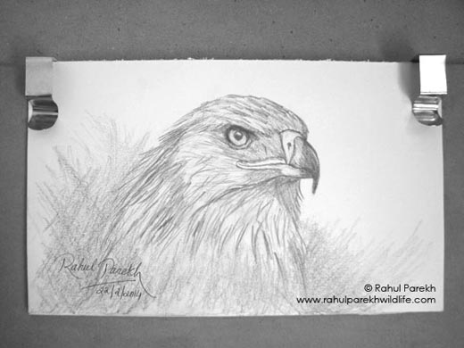 Imperial Eagle Sketch