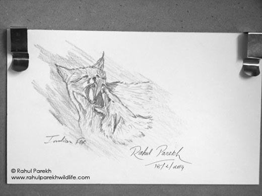 Indian Fox Sketch