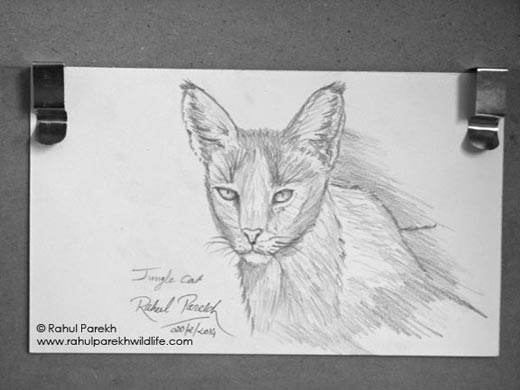 Jungle Cat Sketch