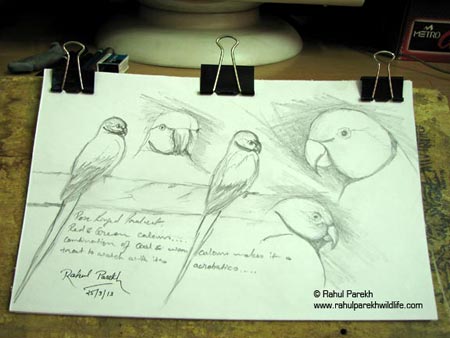 Rose-ringed Parakeet Sketches