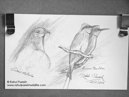 Sirkeer and Green bee eater sketch
