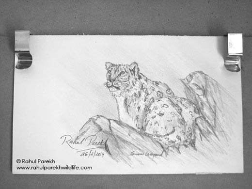 Snow Leopard Sketch