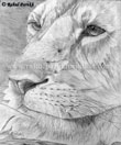 Asiatic Lion(Female)