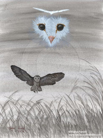 Eyes of the Darkness - Barn Owl
