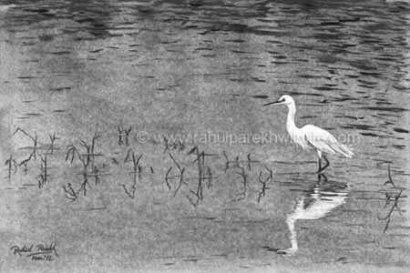 Silent Beauty - Little Egret