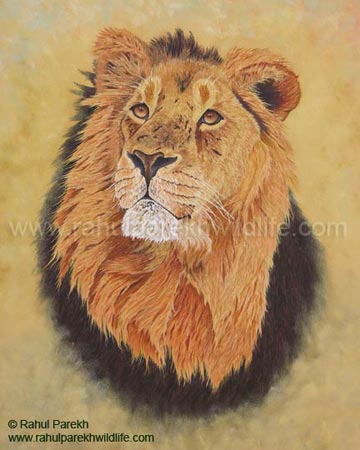Old Master - Asiatic Lion