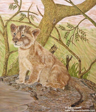 Towards the Future - Asiatic Lion (Cub)
