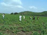 Farmers at work