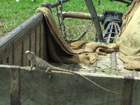 Traditional Cart of Gujarat