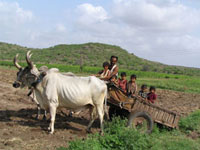 Happy Children on Cart