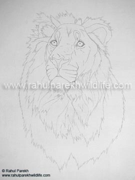 Asiatic Lion Portrait