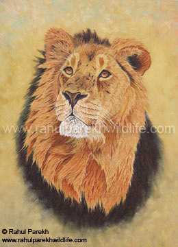 Asiatic Lion 2