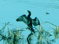 Little Cormorant