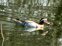 Garganey