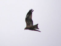 Black Kite