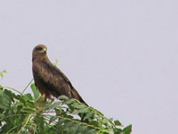 Black Kite