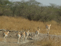 Female Blackbuck herd