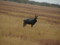 Male Blue Bull