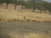 Grassland of Velavadar NP