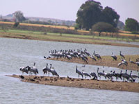 Demoiselle Cranes