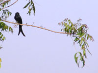 Black Drongo