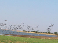 Flight of the Demoiselle Cranes