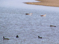 Spot-billed Duck & Common Coot