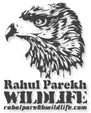 Wildlife Art of Rahul Parekh, India