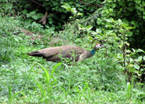 Female Peafowl(Peahen)