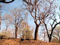 Golden Summer at Gir NP.