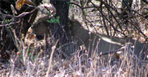 Asiatic Male Lion