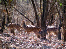 Male Spotted Deer