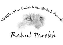 Wildlife Art of Rahul Parekh, India