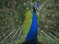 India Peafowl