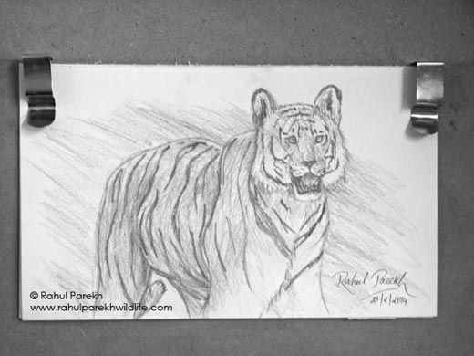 Bengal Tiger Sketch