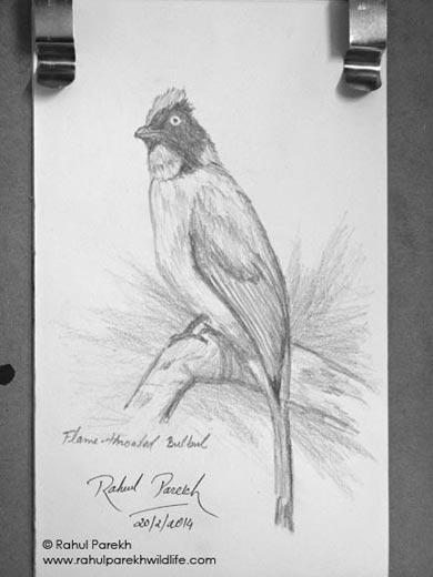 Flame throated bulbul sketch