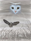 Eyes of the Darkness - Barn Owl