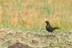 Sizzling Summer - Indian Robin