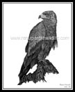 Tawny Eagle