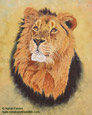 Asiatic Lion