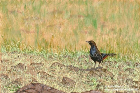 Sizzling Summer - Indian Robin